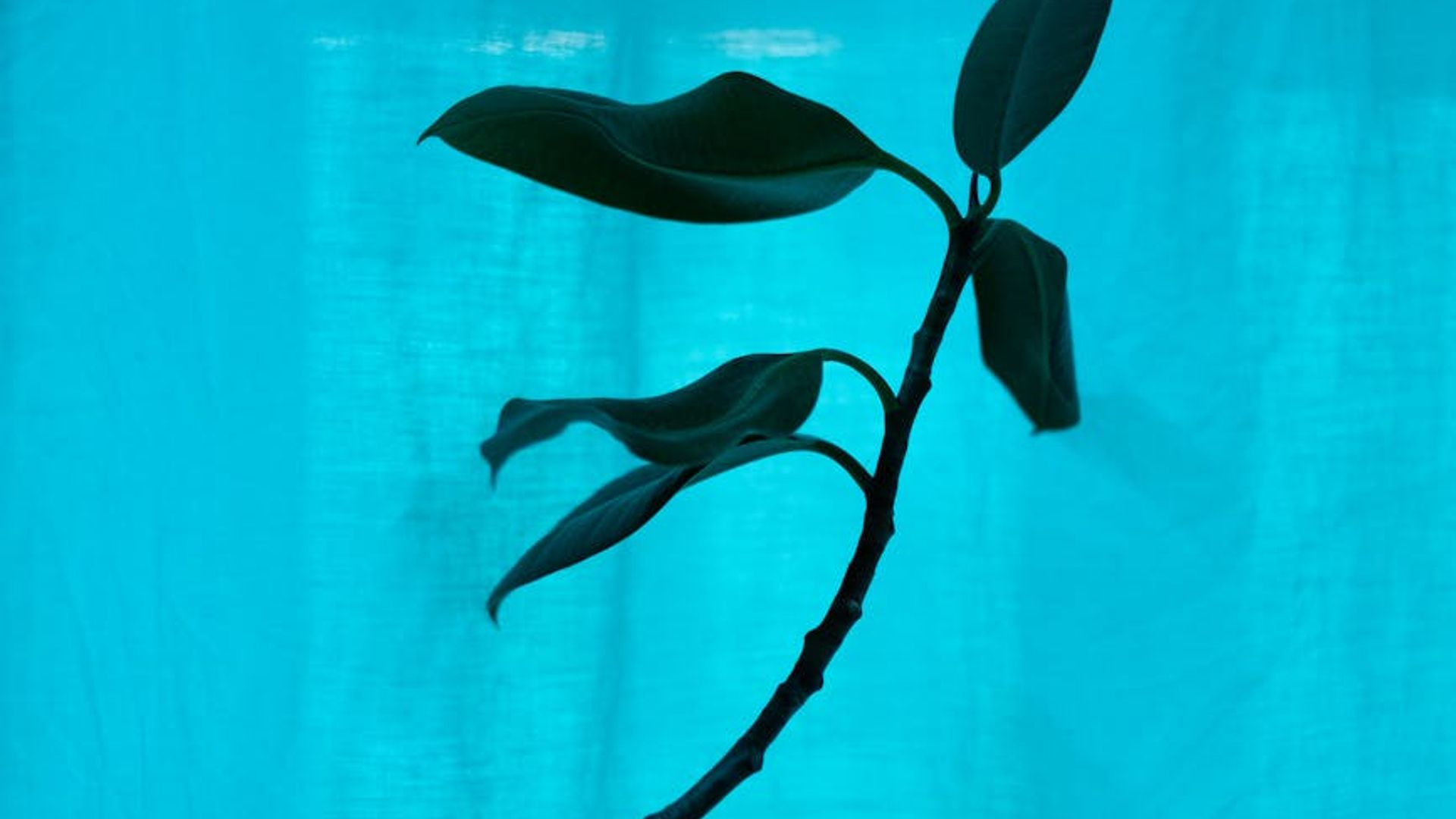 Abstract background with soft cyan light trails on a dark surface.