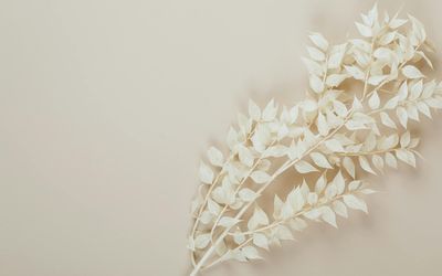 Soft light filtering through leaves creating a peaceful pattern.